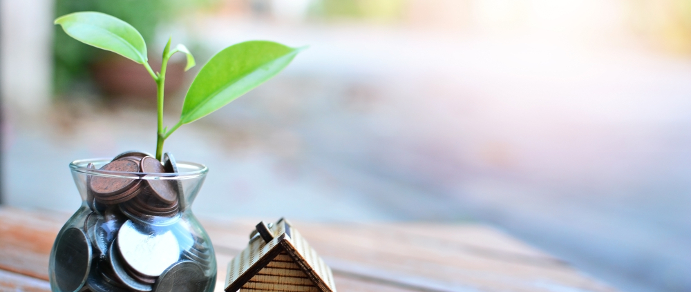 Money plant with a small home next to it